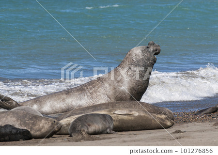 Elephant seal couple mating, Peninsula Valdes, Patagonia, Argentina Elephant seal couple mating, Peninsula Valdes, Patagonia, Argentina 101276856