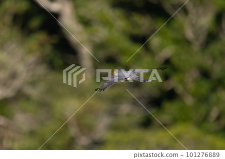 春季遷徙的成年雀鷹 101276889