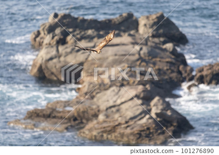 Buzzard 01 春天穿越角礁 Buzzard 01 春天穿越角礁 101276890