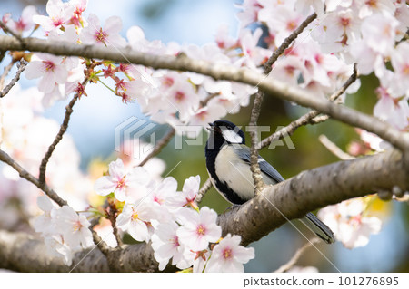 春天，嘰嘰喳喳的山雀和盛開的櫻花 101276895
