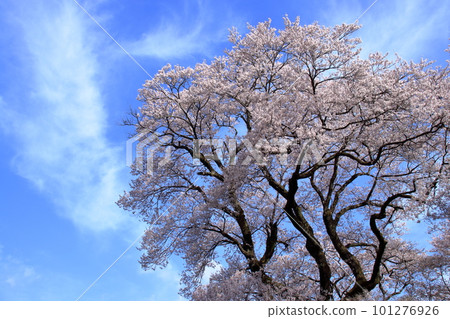 Hyotanzakura Spring Urara (Niyodogawa-cho, Kochi Prefecture) 101276926