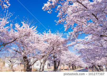 (Tomioka Town, Fukushima Prefecture) Yonomori Park / Tunnel of cherry blossoms in full bloom against the blue sky 101277387
