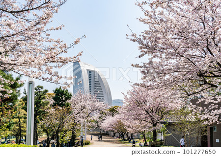 [神奈川縣]櫻花盛開的橫濱港未來街景（4月） 101277650