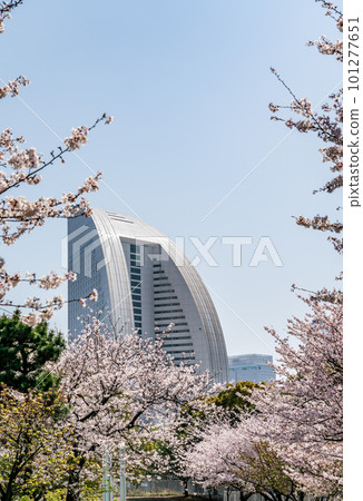 [神奈川縣]櫻花盛開的橫濱港未來街景（4月） 101277651