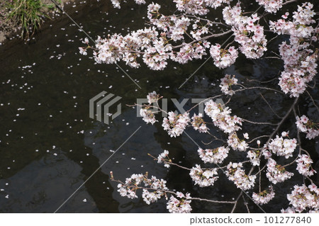 Cherry blossoms in full bloom and flower raft, someiyoshino, senbonzakura, river background 101277840