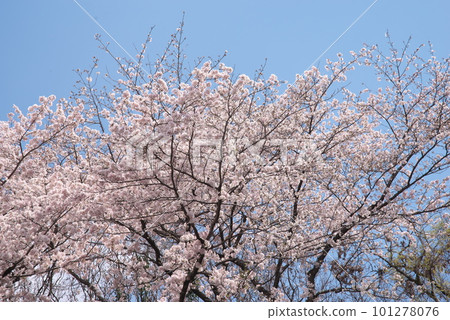 盛開的櫻花在藍天中閃耀,吉野櫻花樹,相模原公園 盛開的櫻花在藍天中閃耀,吉野櫻花樹,相模原公園 101278076