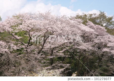 盛開的櫻花在藍天中閃耀，吉野櫻花樹，相模原公園 101278077