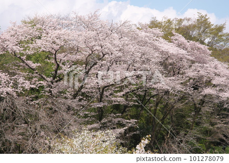 Cherry blossoms in full bloom shining in the blue sky, Yoshino cherry trees, Sagamihara Park 101278079