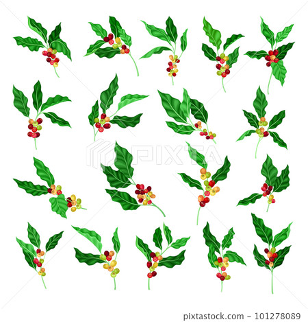 Coffee Plant Branch with Juiced Edible Fruits Containing Caffeine Big Vector Set Coffee Plant Branch with Juiced Edible Fruits Containing Caffeine Big Vector Set 101278089