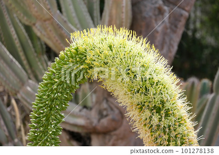 Fox Tail Agave (lat. - Agave attenuata) 101278138