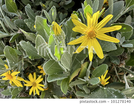 Leopard's-bane Groundsel (lat.- Senecio doronicum) Leopard's-bane Groundsel (lat.- Senecio doronicum) 101278140