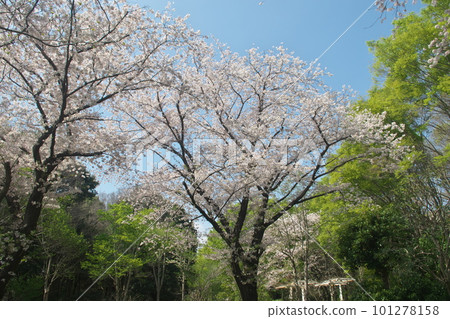 Cherry blossoms in full bloom, Yoshino cherry trees, and Fureai no Mori in the blue sky Cherry blossoms in full bloom, Yoshino cherry trees, and Fureai no Mori in the blue sky 101278158