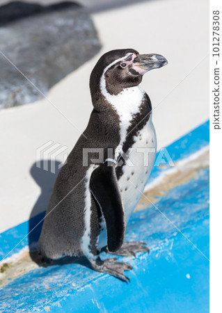 Humboldt penguins playing in the pool 101278308