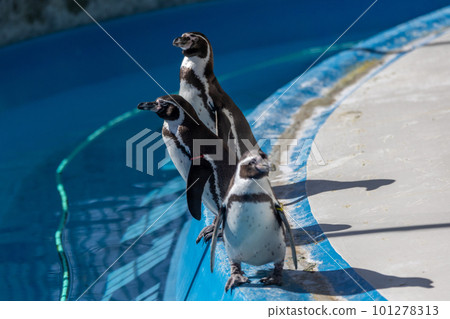 Humboldt penguins playing in the pool Humboldt penguins playing in the pool 101278313