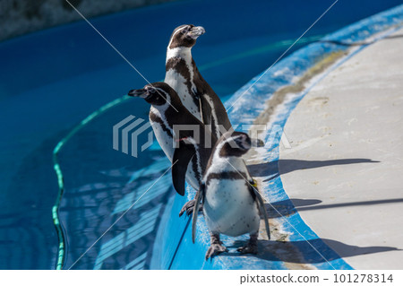 洪堡企鵝在泳池裡玩耍 101278314