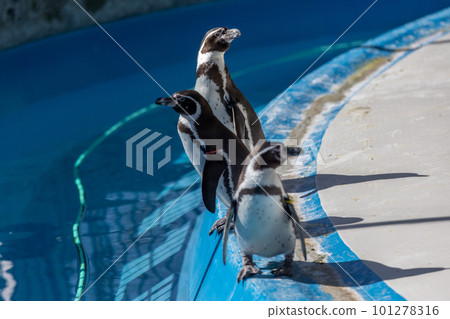 洪堡企鵝在泳池裡玩耍 洪堡企鵝在泳池裡玩耍 101278316
