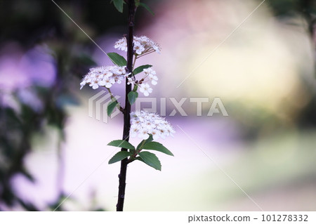初夏和白色繡線菊花 初夏和白色繡線菊花 101278332