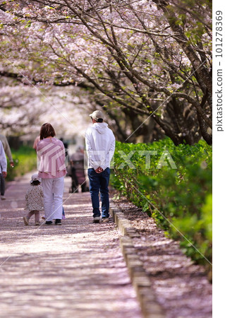Parent and child walking in a cherry blossom park 101278369