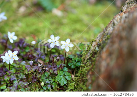 可愛的白卡科普林花 101278456
