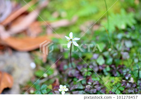 可愛的白卡科普林花 101278457