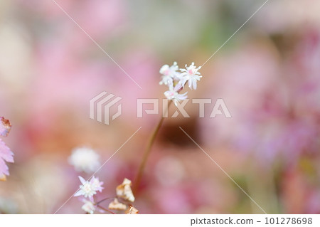 Cute Seriba coptis flower Cute Seriba coptis flower 101278698