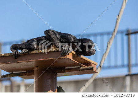 Spider monkey 101278719