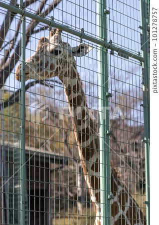 網紋長頸鹿雌性 101278757