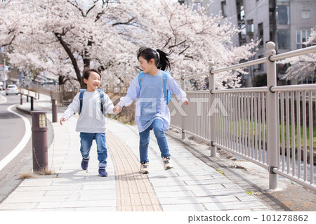 行走在櫻花下的新一二年級生 行走在櫻花下的新一二年級生 101278862