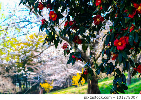 Spring landscape cherry blossoms and camellias Spring landscape cherry blossoms and camellias 101279007