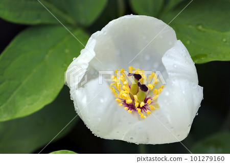 Plump beautiful cup-shaped peony flowers wet with evening dew (using a macro lens, outdoor close-up image) 101279160