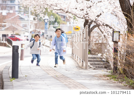 Elementary school students walking under cherry blossoms 101279411