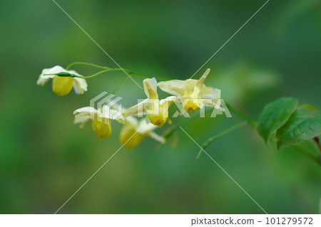 一朵獨特的花，形狀像錨 101279572