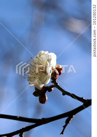 A bright white plum blossom blooms against the blue sky (using a macro lens, outdoor close-up image) A bright white plum blossom blooms against the blue sky (using a macro lens, outdoor close-up image) 101280132