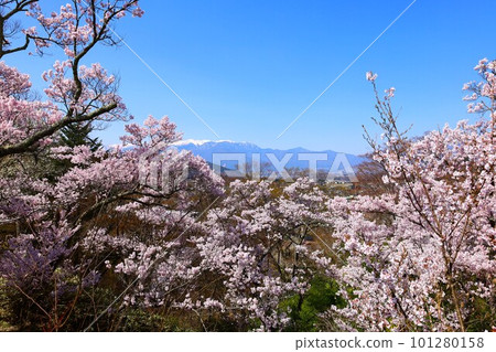 從高遠城址公園看到的高遠彼岸櫻和中央阿爾卑斯山的春天景色 101280158