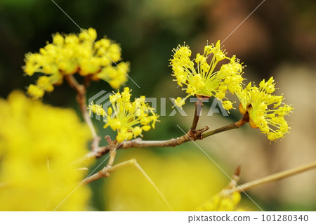 春遊三蜀 101280340