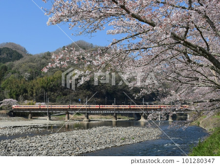 Series 381 JNR Iroyakumo and cherry blossoms on the verge of falling Hakubi Line Bicchugawa surface to Kinoyama 101280347