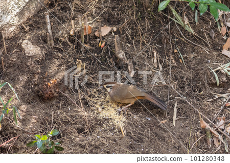 Chinese hwamei 101280348