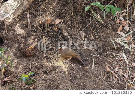 中國花美 101280350