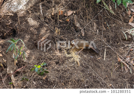 中國花美 101280351