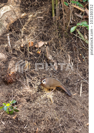 中國花美 101280352