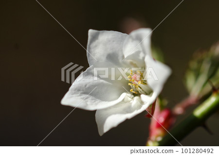 春天在山上盛開的 Momiji 草莓漂亮的白色花朵（使用微距鏡頭，室外特寫圖像） 101280492