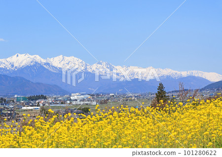 春天的安曇野 油菜花和北阿爾卑斯山 101280622