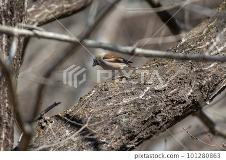 Shime棲息在一棵樹上 101280863