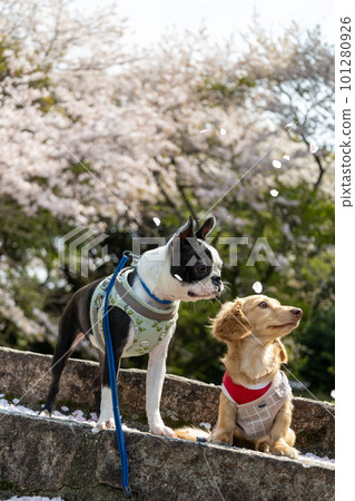 臘腸犬和波士頓梗犬坐在盛開的櫻花下 臘腸犬和波士頓梗犬坐在盛開的櫻花下 101280926