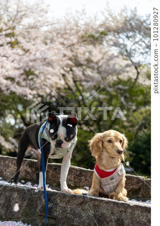 臘腸犬和波士頓梗犬坐在盛開的櫻花下 臘腸犬和波士頓梗犬坐在盛開的櫻花下 101280927