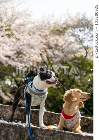 臘腸犬和波士頓梗犬坐在盛開的櫻花下 101280928