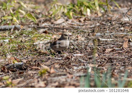 一個下到地面尋找食物的 shime 101281046