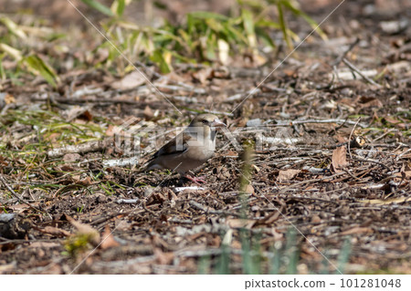 一個下到地面尋找食物的 shime 101281048