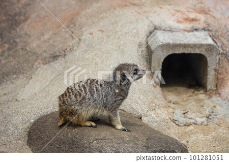 EOSR6. Hiroshima Fukuyama, sideways meerkat. EOSR6. Hiroshima Fukuyama, sideways meerkat. 101281051