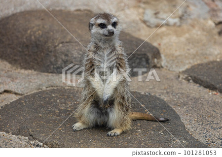 EOSR6. Hiroshima Fukuyama, two-legged meerkat. 101281053